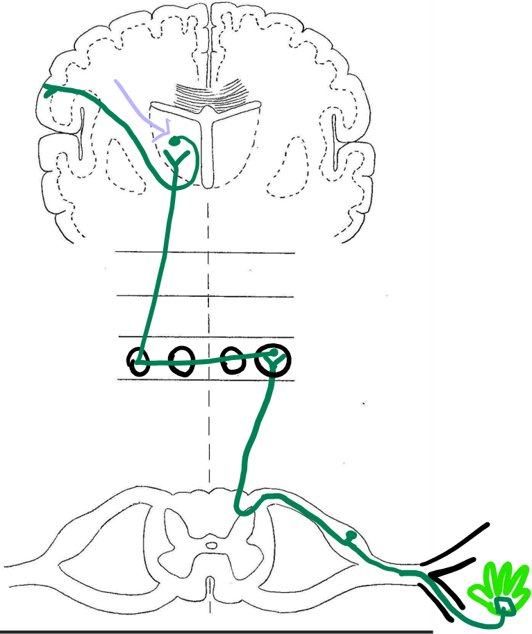 <p>thalamus</p>