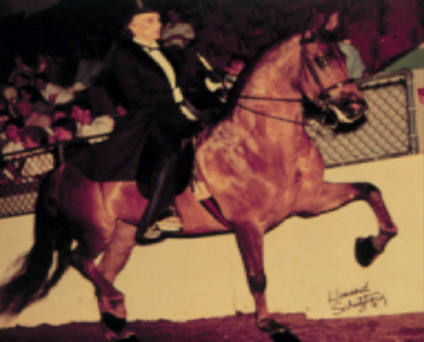 <p>- Light Breed</p><p>- 15-16 hands in height</p><p>- 1,000-1,200lbs in weight</p><p>- the horse "peacock"</p><p>- Developed as plantation horse in Kentucky</p><p>- Known for ease of riding; vertical action in back, no overreach of hind legs; comfortable, smooth ride</p><p>- Uses: recreation and showing</p><p>- 3-gaited: walk, trot, and canter gaits</p><p>- 5-gaited: walk, trot, canter, slow, and rack gaits</p>