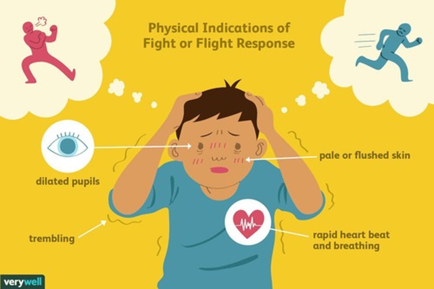 <p>Released as part of fight or flight response (sympathetic nervous system), TT is Heart, lungs, blood vessels, liver, and muscles</p>
