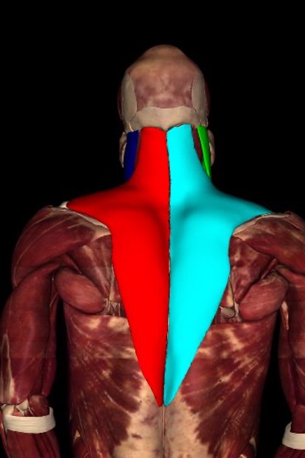 <p>origin: occipital protuberance and vertebrae spinous processes</p><p>insertion: clavicle and accordion process and spine of scapula</p><p>innervation: CN XI</p><p>action: elevate, retract, and rotate scapula; elevate pectoral girdle; depress shoulders; rotate scapula upward; bilateral contraction extends neck, unilateral contraction produces lateral flexion to the same side</p>