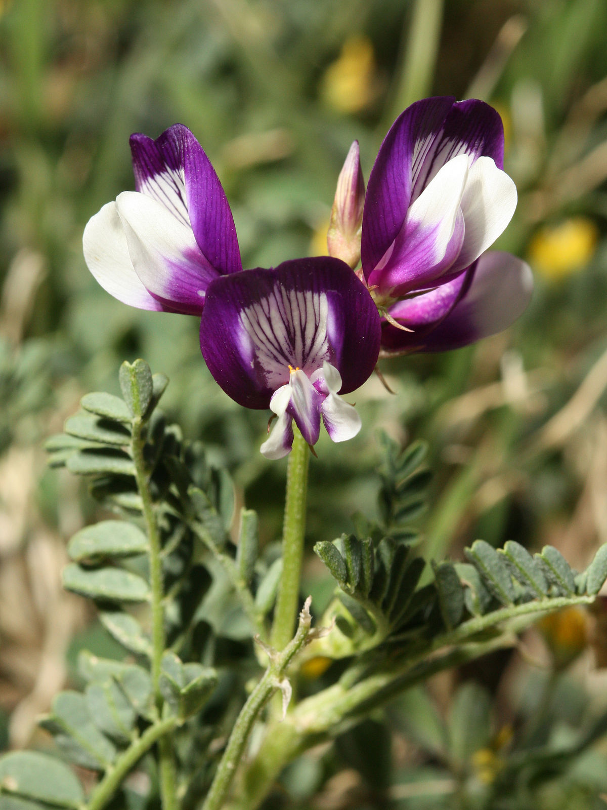 Nuttall milkvetch