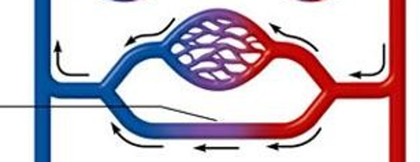 <p>a surgical connection between two hollow or tubular structures</p>