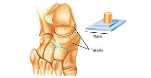 <p><strong>carpals, tarsals, clavicle, scapula, vertebrae</strong></p>