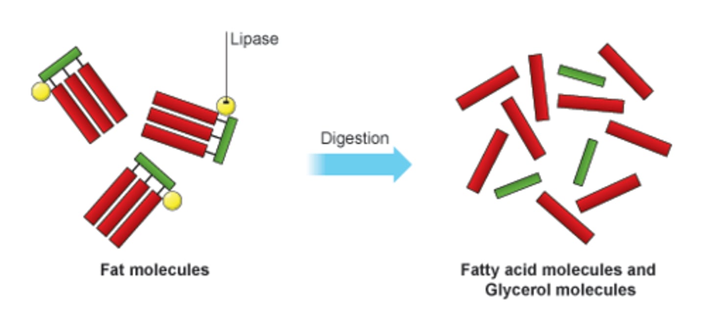 <p>Enzyme found in the small intestine that breaks down lipids into glycerol and fatty acids</p>