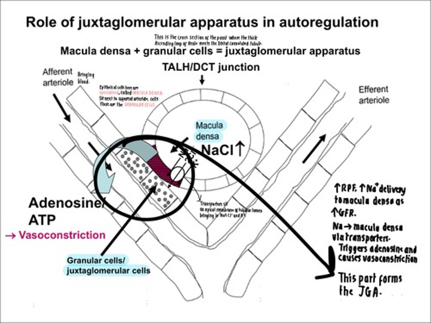 <p>Cross-section of junction where thick ascending loop of henle meets DCT.</p><p>- Epithelium of tubular lumen is specialised, called macula densa. </p><p>- Granular cells sit between the afferent aa and tubular lumen.</p><p>- NaCl transporters take in more Na when ↑GFR and ↑RPF, triggering adenosine and causing vasoconstriction of afferent arterioles. </p><p>- Reduces blood flow into capillaries, so ↓GFR and corrects high renal flow. </p>