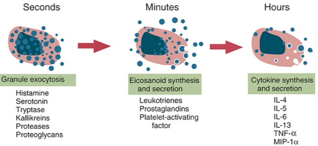 <p><span><span>•</span><u><span>Initial exposure </span></u><span>elicits IgE production (sensitization); </span><u><span>repeat exposure </span></u><span>activates sensitized mast cells.</span></span></p><p><span><span>•Mast cell activation occurs when allergen binds to two or more IgE antibodies on mast cells (</span><u><span>cross linking</span></u><span>) triggering biochemical signals.</span></span></p><p><span><span>•Three types of responses: 1. degranulation: mediators-vasoactive amines and proteases.</span></span></p><p><span><span>•Major amine is histamine: dilatation of small blood vessels, increases vascular permeability and stimulates contraction of smooth muscles.</span></span></p><p><span><span>•Proteases: cause damage to local tissues.</span></span></p><p><span><span>•Lipid mediators-products of arachidonic acid metabolites: prostaglandins cause vascular dilatation; leukotrienes stimulate smooth muscle contraction.</span></span></p><p><span><span>•Cytokines-IL-4 and TNF: induce local inflammation (</span><u><span>late phase reaction</span></u><span>); stimulate recruitment of leukocytes (eosinophils, neutrophils and Th2 cells).</span></span></p><p><span><span>•Chemokines produced by mast cells also contribute to leukocyte recruitment.</span></span></p><p><span><span>•Eosinophils and neutrophils liberate proteases causing tissue damage; Th2 cells exacerbate the reaction.</span></span></p><p><span><span>•</span><u><span>IL-5 produced by Th2 cells and mast cells activate eosinophils.</span></u></span></p><p><span><span>•Hallmarks of immediate hypersensitivity: acute vascular and smooth muscle reactions and inflammation.</span></span></p>