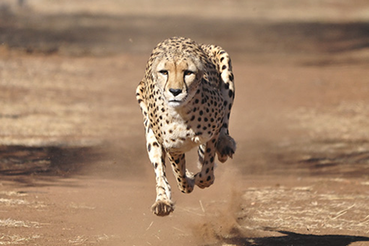 <p>The energy of movement. </p>