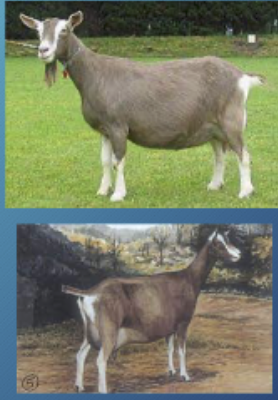<p>Origin:Switzerland, oldest dairy goat bred, excellent udder development</p>