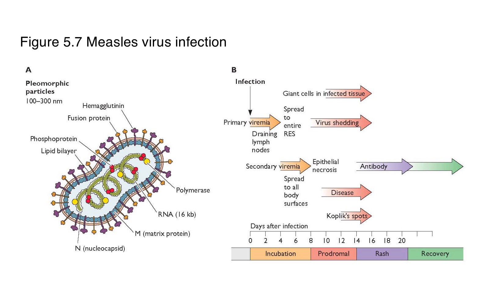 <p>What clinical feature marks the systemic spread of measles virus?</p>