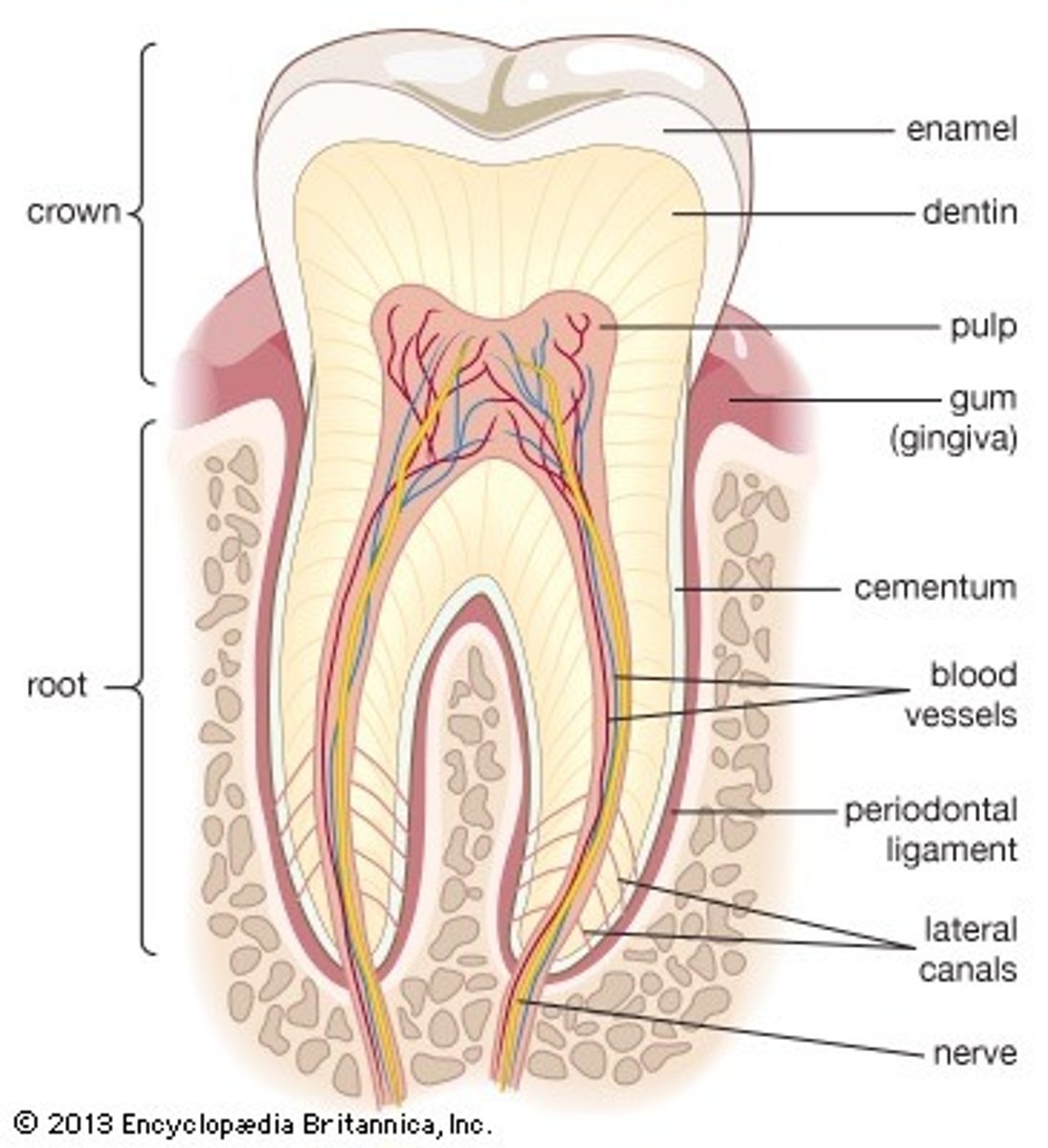 <p>harder bone-like layer covering dentin below the gumline; connects tooth to jaw bone</p>