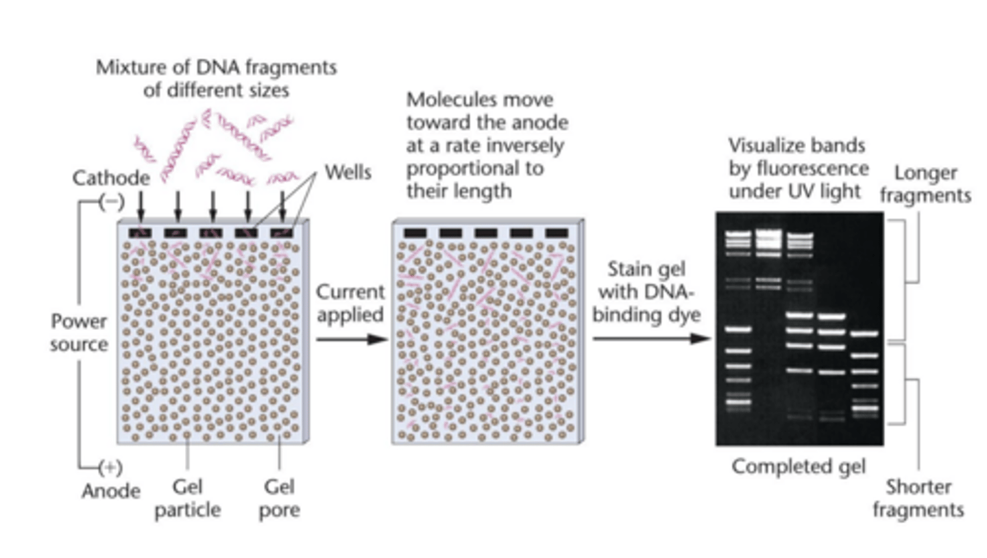 <p>nucleic acid electrophoresis</p><p>- separates DNA and RNA fragments by size</p><p>- smaller fragments migrate through gel at faster rate than larger fragments</p><p>agarose gel</p><p>- porous matrix restricts migration of larger molecule more than it restrict smaller ones</p>