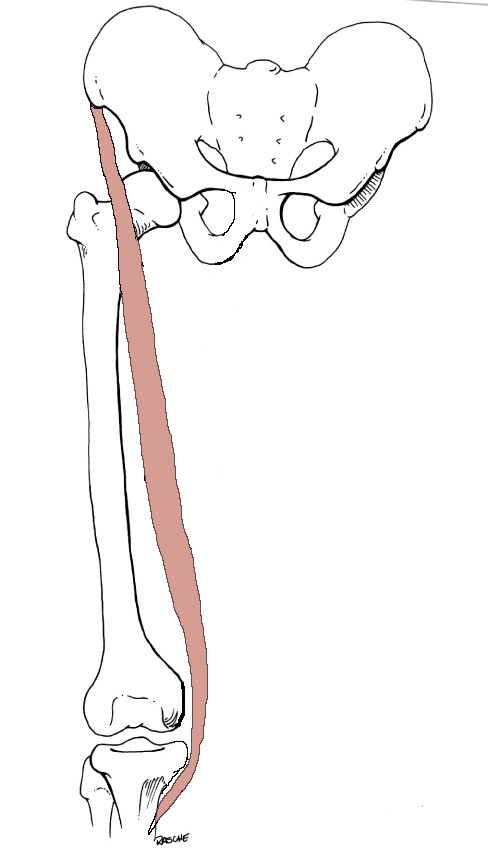 <p>Origin: <span>Anterior superior iliac spine</span></p><p>Insertion: <span>Medial surface of the Tibia (pes anserinus)</span></p><p>Action: <span>flexes, abducts and laterally rotates the thigh; flexes leg</span></p>