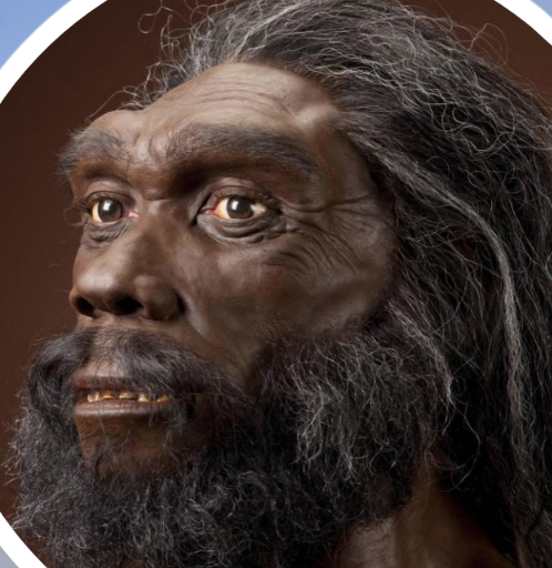 <ol><li><p>700 - 200 ka</p></li><li><p>Range: Africa, Europe, Eurasia, Asia</p></li><li><p>Ancestral Characters</p></li><li><p>Derived Characters: 1300 cc (Avg), Higher max cranial width, Canine Fossa</p></li><li><p>Continued general evolutionary trend</p></li><li><p>Intermediate Robusticity </p></li></ol><p></p>