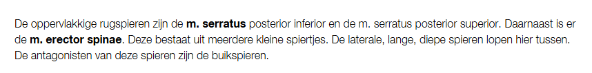 <p>Wat zijn de rugspieren?</p>