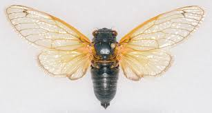 <p>Periodic cicada</p>
