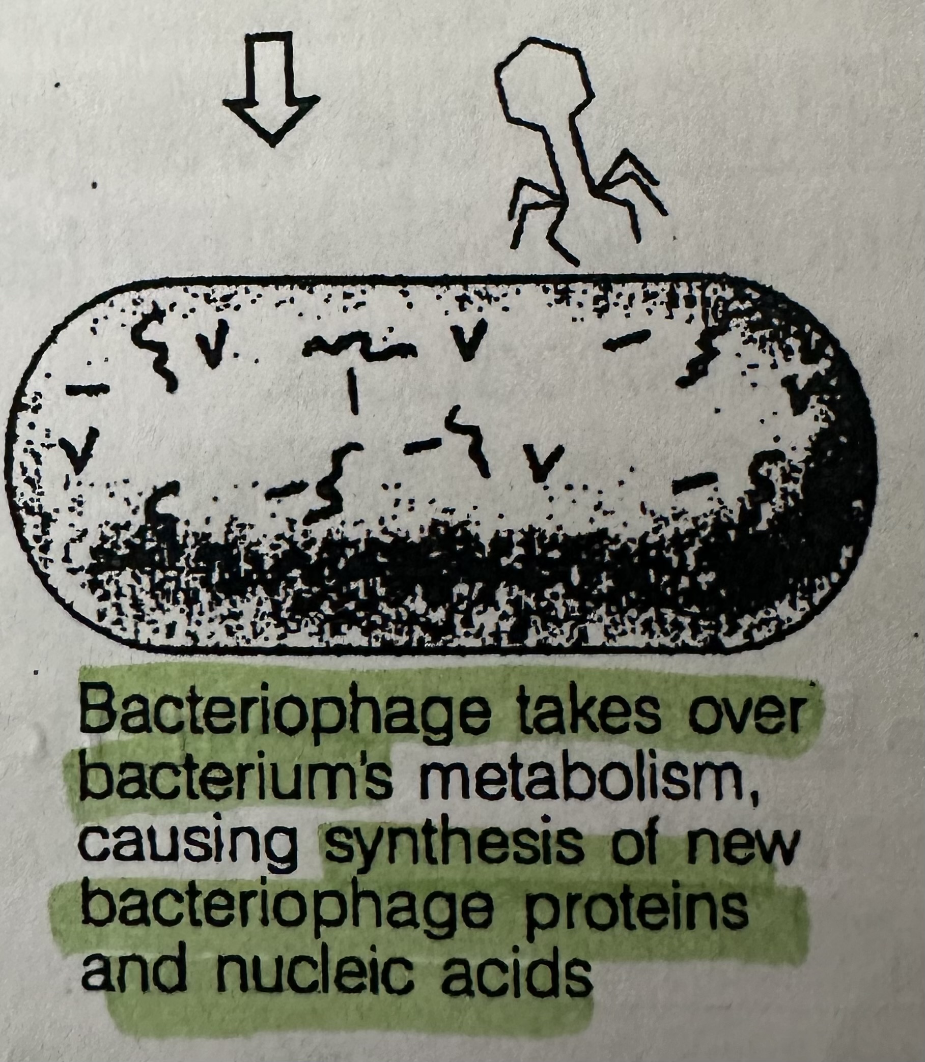 <p>Alteration of the host cell’s genetic material, causing synthesis of new viral nucleic acids and proteins.</p><p>Bacteriophage’s DNA takes over control of the host bacterial cell’s activity. replication of new viral DNA and synthesis of viral proteins.</p>