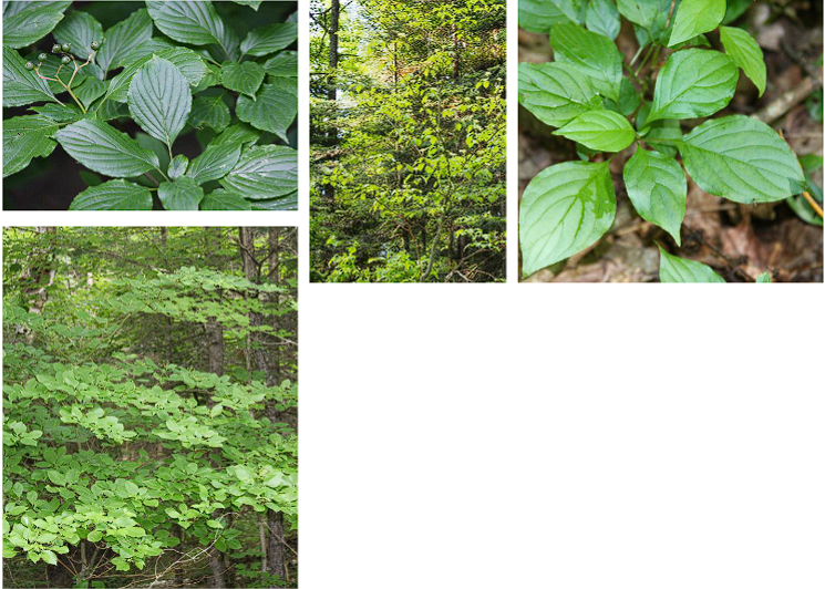 <p>Alternate-Leaved Dogwood</p>