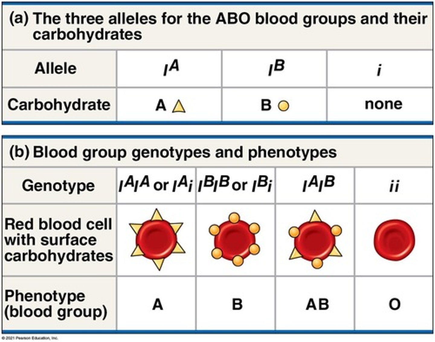 <p>Example of multiple alleles and codominance.</p>