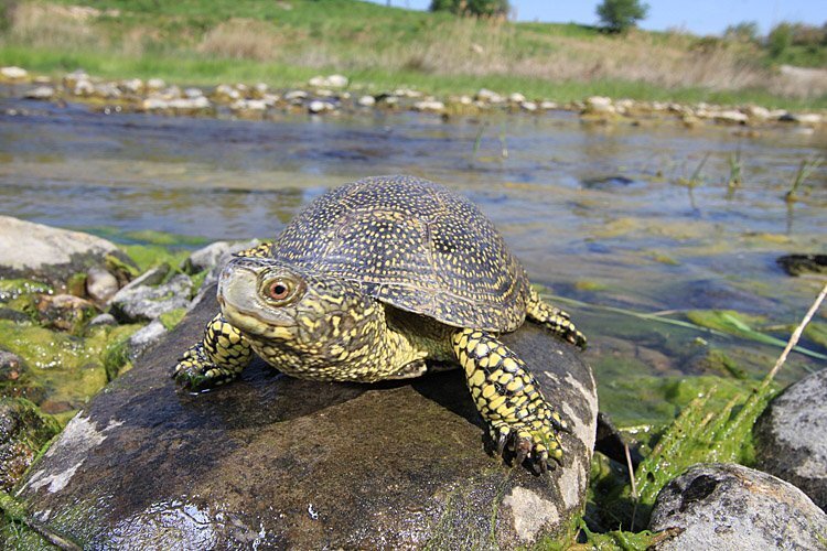 <p>Żółw błotny</p>