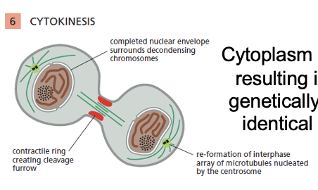 <ol><li><p>Cytoplasm divides resulting in two genetically near-identical cells</p></li></ol><p></p>