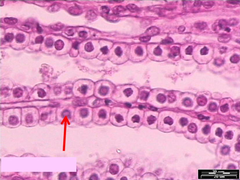 <p>What tissue is this?</p>