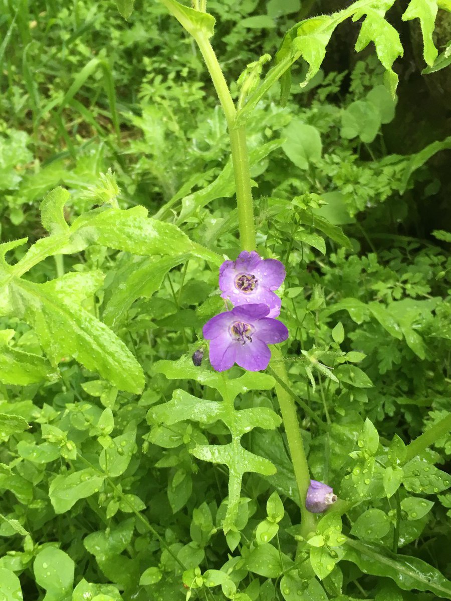 <p>Fiesta flower</p>