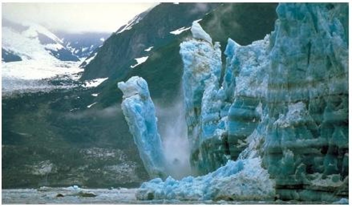 <p>process of glacial ice breaking off into a body of water</p>
