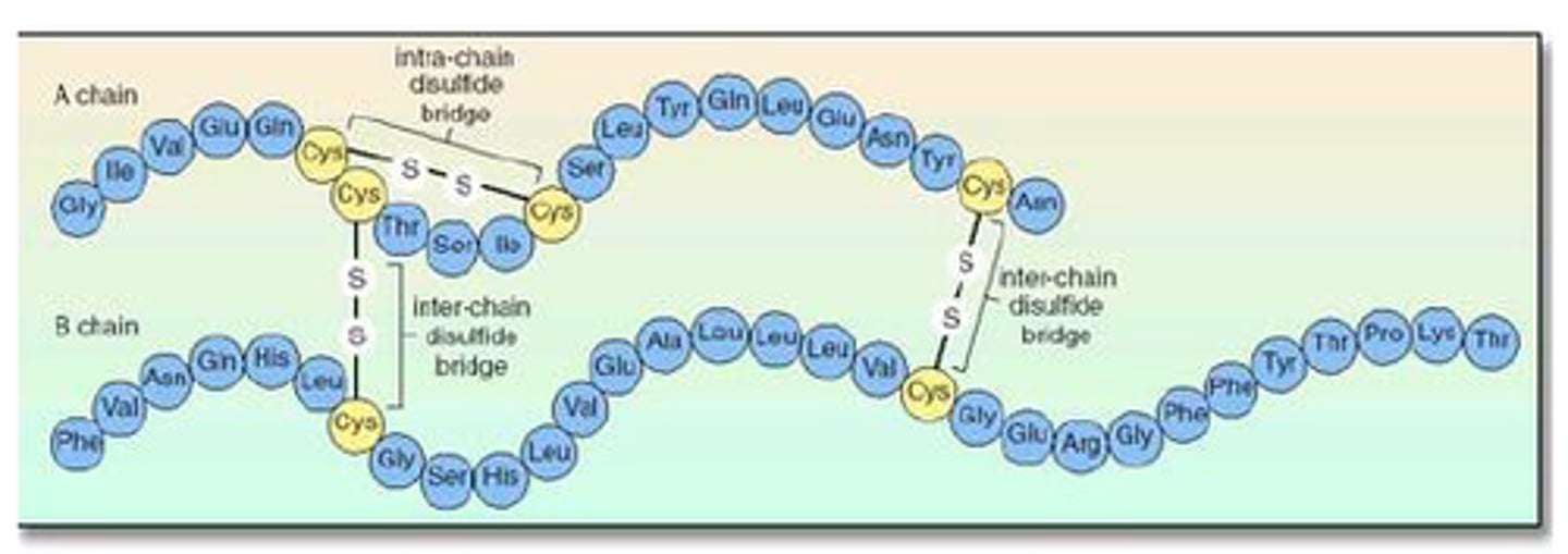 <p>disulfide bonds</p>
