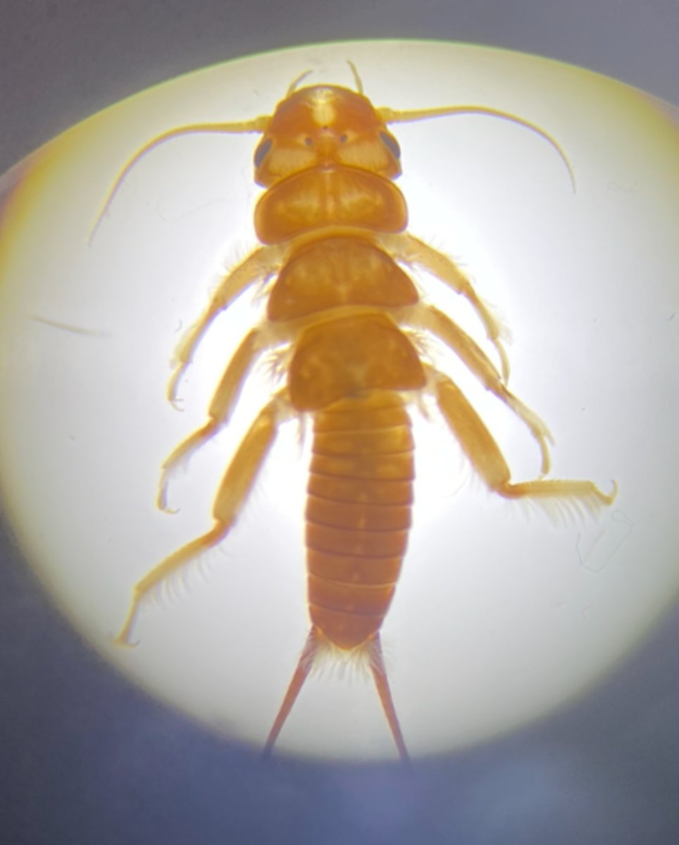 <p>Shredder</p><p>-------------------</p><p>FEATURES:</p><p>- have 2 robust cerci in the abdomen</p><p>- have tuffs</p><p>- found in fast-moving/cold streams</p><p>- needs high amounts of oxygen</p><p>- clings substrate at high velocities</p><p>- feeds on CPOM</p><p>- can't stand in polluted waters</p><p>- have thoracic gills</p>