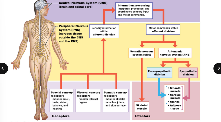 <p>Describe afferent sensory pathways. </p>