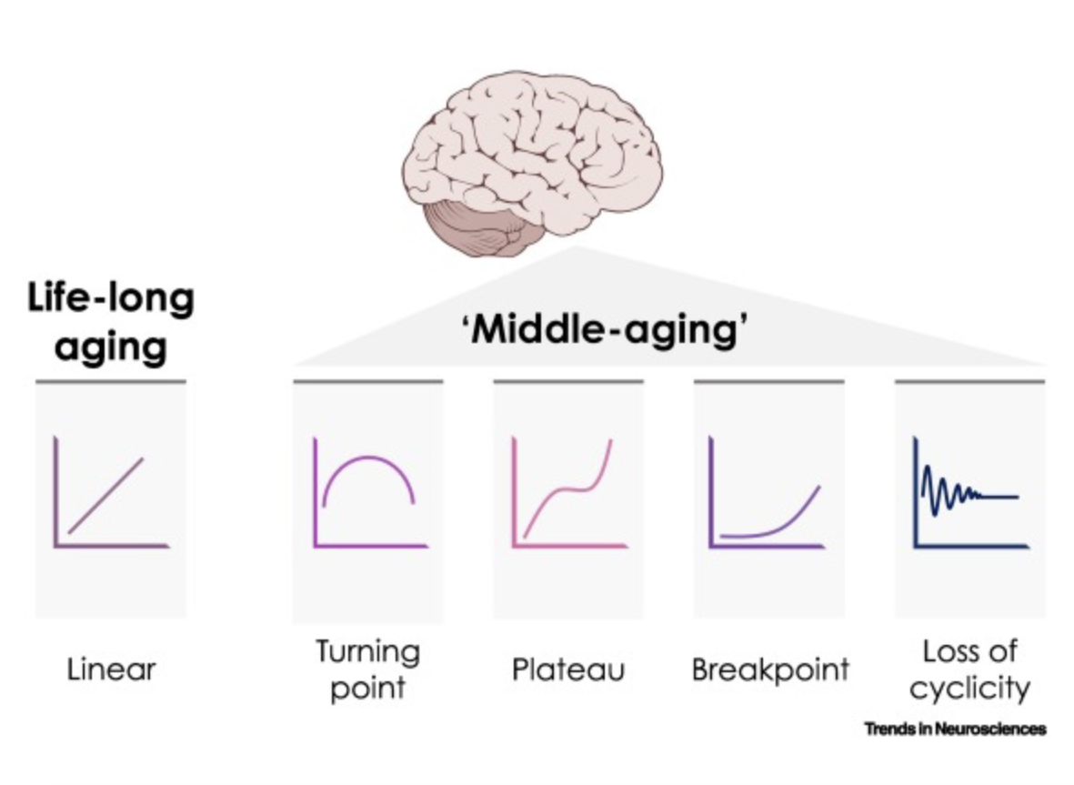 <p>Represents period that shapes future cognitive trajectories and brain health —&gt; brain aging comprises many process that change in different ways. </p>