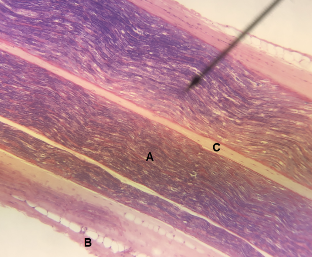 <p><span><span>In the image above, identify structures A-C.</span></span></p>