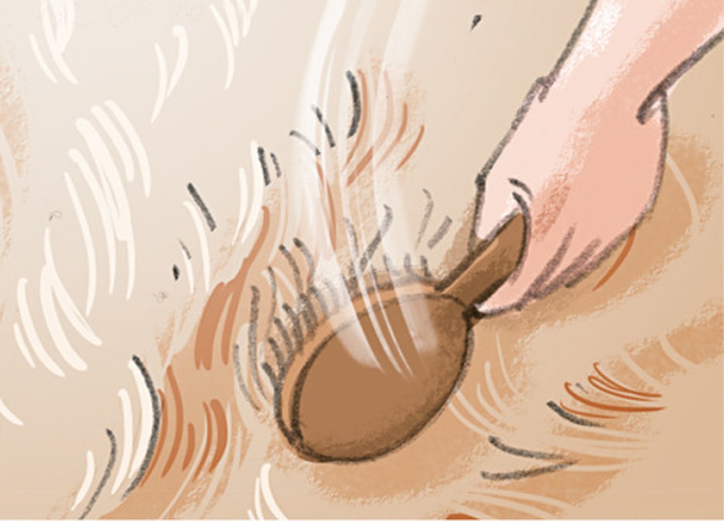 <p>brush, brushes</p>