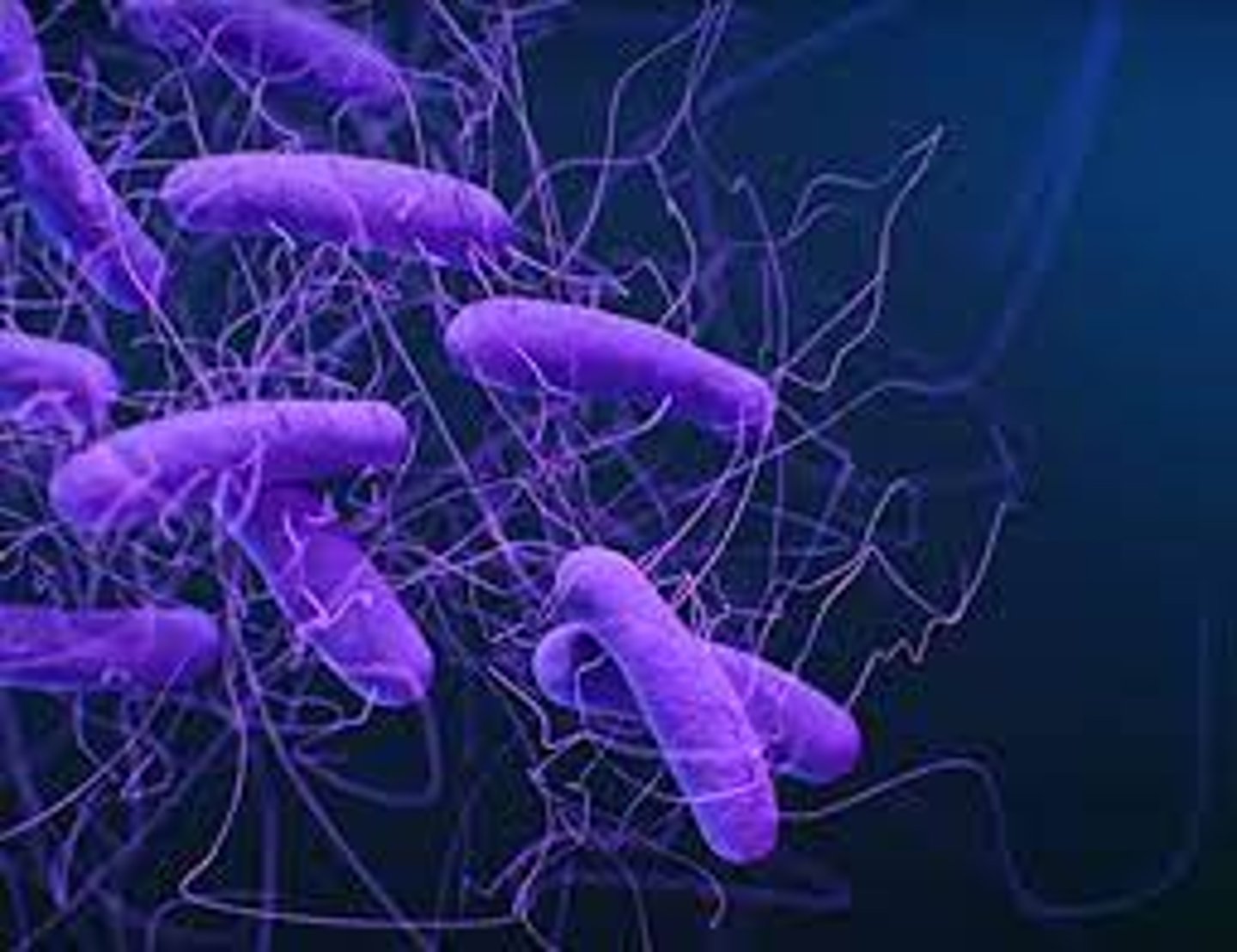 <p>-gram (+)</p><p>-rod-shaped</p><p>-anaerobic</p><p>-<strong>spore-forming</strong></p>