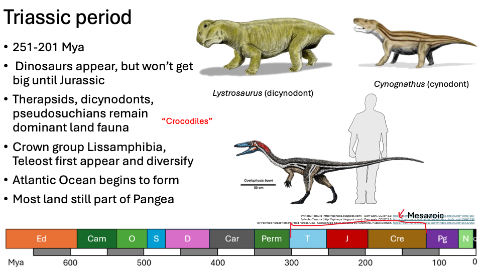 <ul><li><p><span>251-201 Mya</span></p></li><li><p><span> Dinosaurs appear, but won’t get big until Jurassic</span></p></li><li><p><span>Therapsids, dicynodonts, pseudosuchians remain dominant land fauna</span></p></li><li><p><span>Crown group Lissamphibia, Teleost first appear and diversify</span></p></li><li><p><span>Atlantic Ocean begins to form</span></p></li><li><p><span>Most land still part of Pangea</span></p></li></ul><p></p>