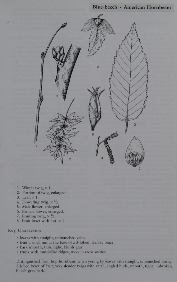 <p>Family: Betulaceae</p><p>Physiognomy: Nt Tree</p><p>Common Name: Musclewood, Blue Beech</p><p>Twig: Y</p><p>Leaf: Alternate, simple, doubly serrate, glaborous</p>