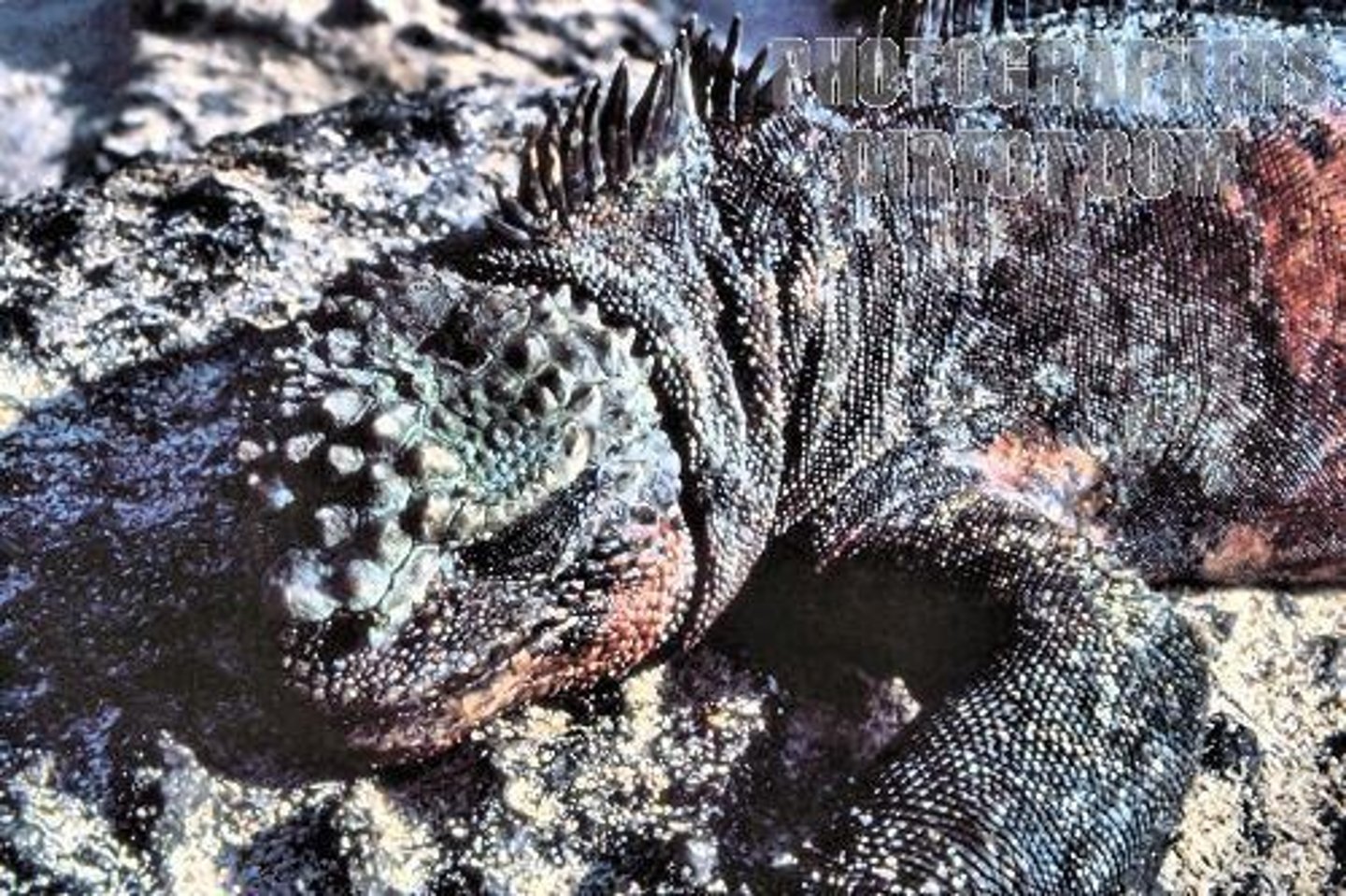 <p>Larger males win territory and mates.</p>