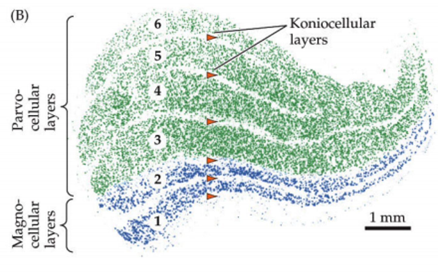 <p>(grains of sand) <br>S cones make up their receptive field because they make up the receptive field of small bistratified RGCs</p>