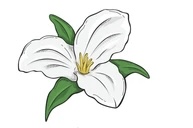 <p>Three floral parts </p><p>Or </p><p>Multiple of three</p>