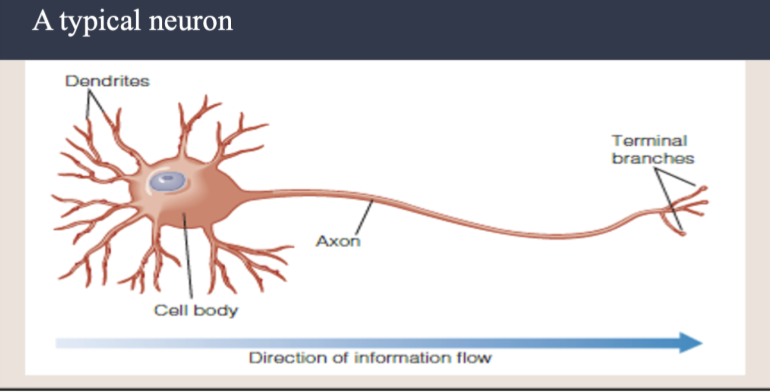 <p>neurons</p>