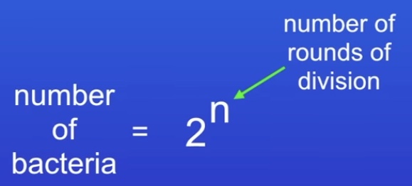 <p>Bacteria multiply by simple cell division. One cell splits into two. </p><p>Bacteria can reproduce every 20 mins</p><p>Amount of time / 20(mins) = rounds of division</p>