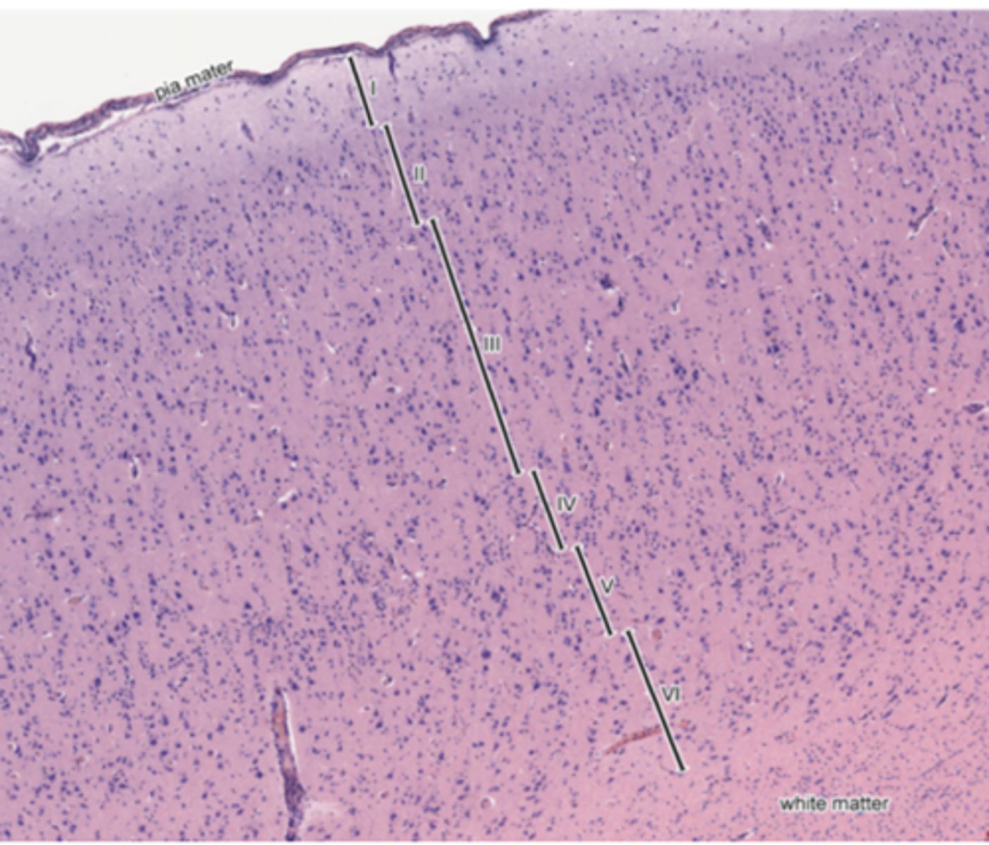 <p>Identify the region of the organ</p>