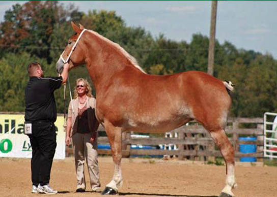 <p>A draft breed from Belgium, known for its size and strength.</p>