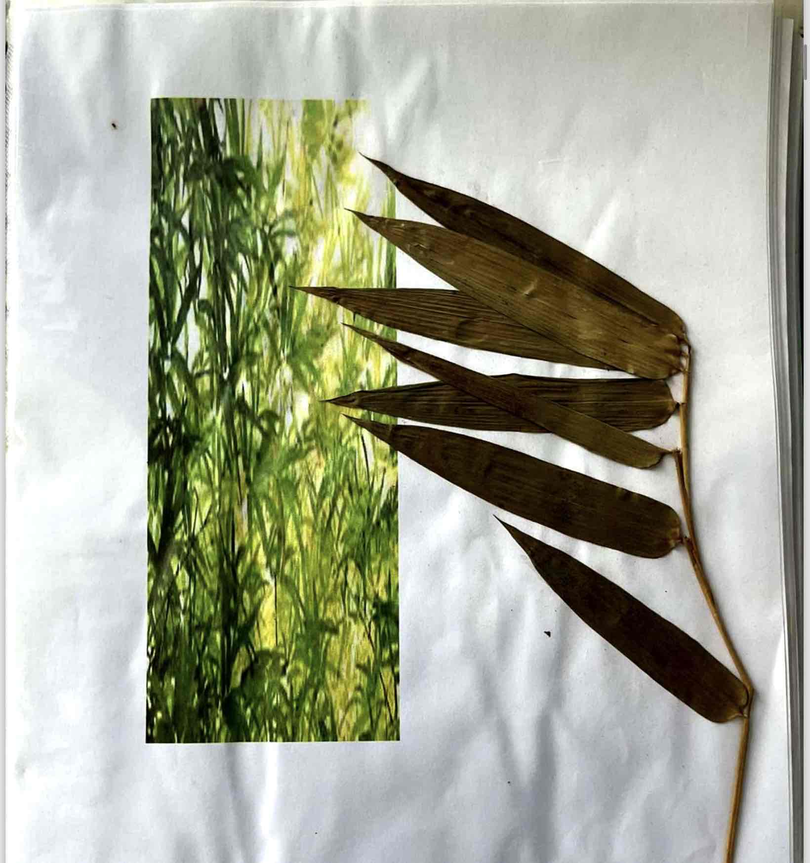 term image