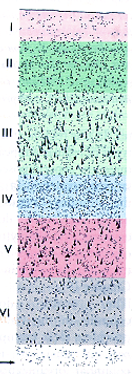 <p>homotypical or heterotypical </p>