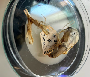 <p>Common Name?</p><p>Family?</p><p>Scientific Name?</p>