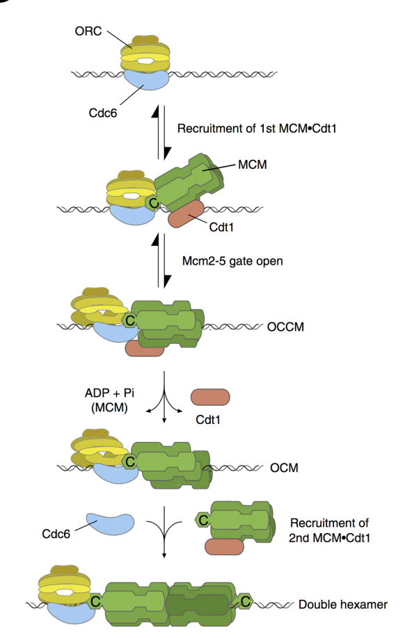 <ol><li><p>MCM double hexamer complex is <strong>loaded</strong> at replication origins in an <strong>ATP-dependent manner</strong></p><ul><li><p>by origin recognition complex ORC</p></li></ul></li><li><p>Involving Cdc6 and cdt1 proteins</p><ul><li><p>(ORC binds to Cdc6→ 6 subunits hexamer complex)</p></li></ul></li><li><p>Loads Mcm on DNA</p></li><li><p>The complex can now move along DNA→ similar to what homohexmaer in T antigen does</p></li><li><p>Removes cdt1 (accessory protein)</p></li><li><p>recruits another copy of the hexamer (again using a cdt1 to help it load)</p></li><li><p>The double hexamers can move away from eachother (but have to be activated first)</p></li></ol><p></p>