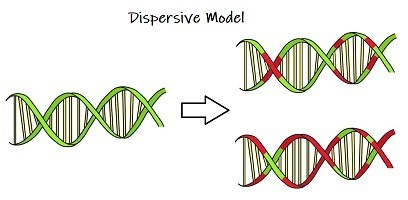 <p>During replication each strand is a mix of old and new strands</p>
