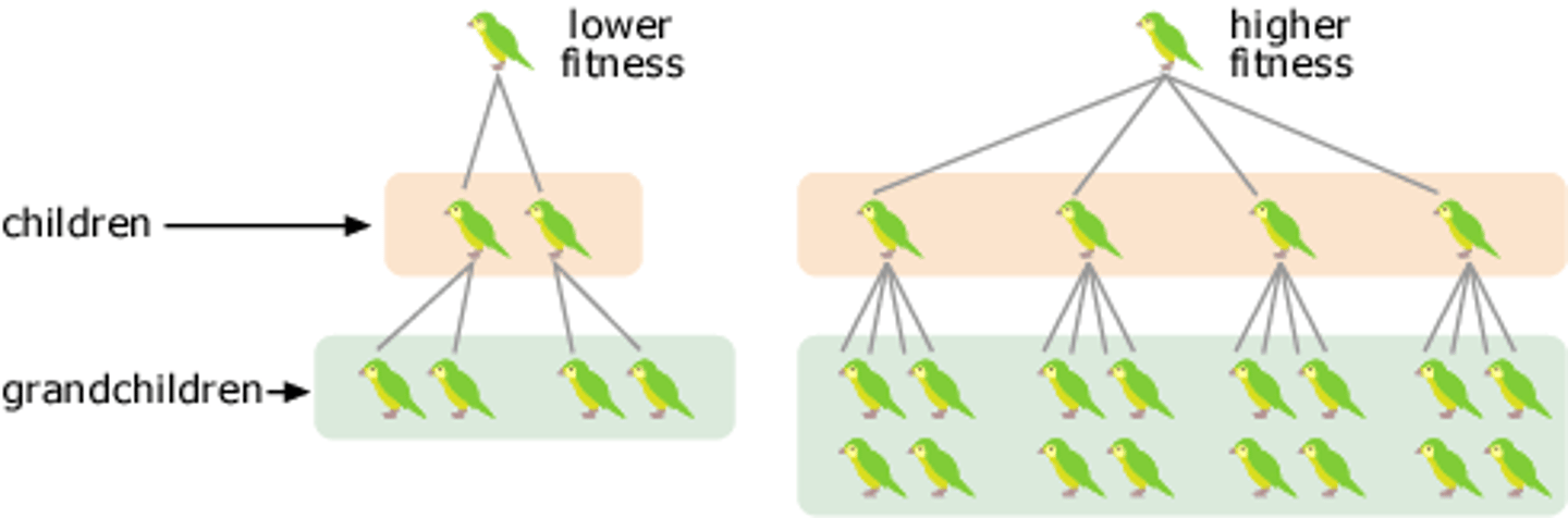 <p>Fitness refers to an organism's total ability to pass on traits to offspring.</p>