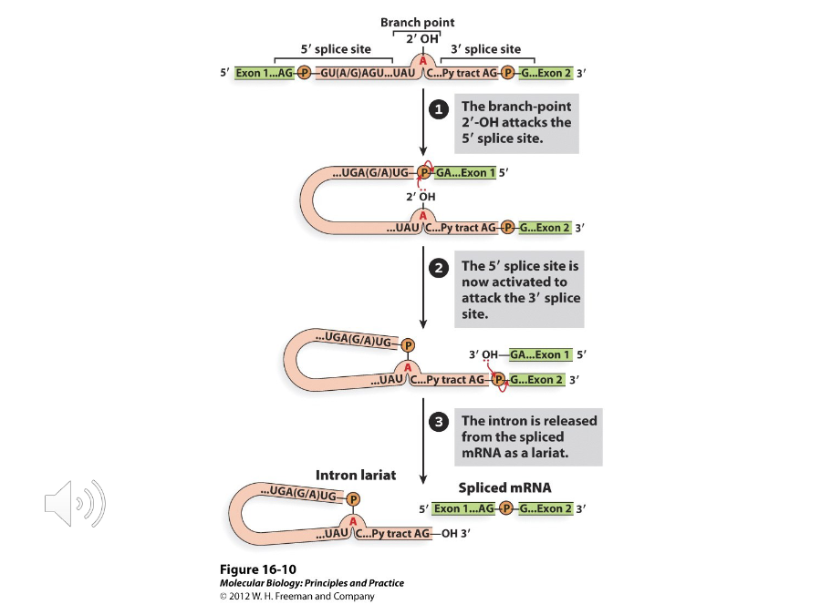<p>What are the steps of the Lariat model of splicing?</p>